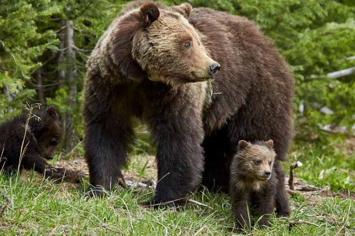 A grizzly bear and cubs at Yellowstone National Park.