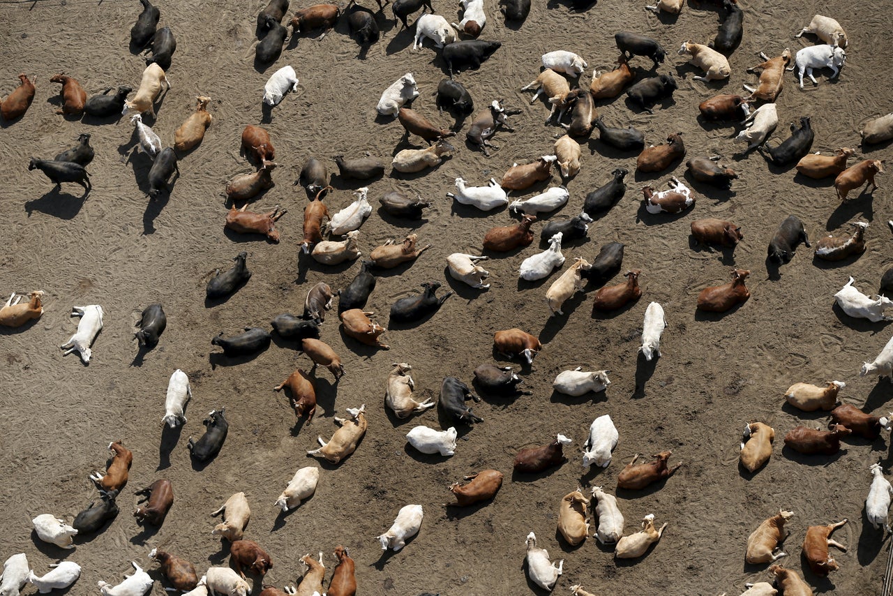 Cows at the Harris Cattle Ranch in the Central Valley in California. Beef requires 160 times as much land to produce per calorie as staples like rice, wheat and potatoes.