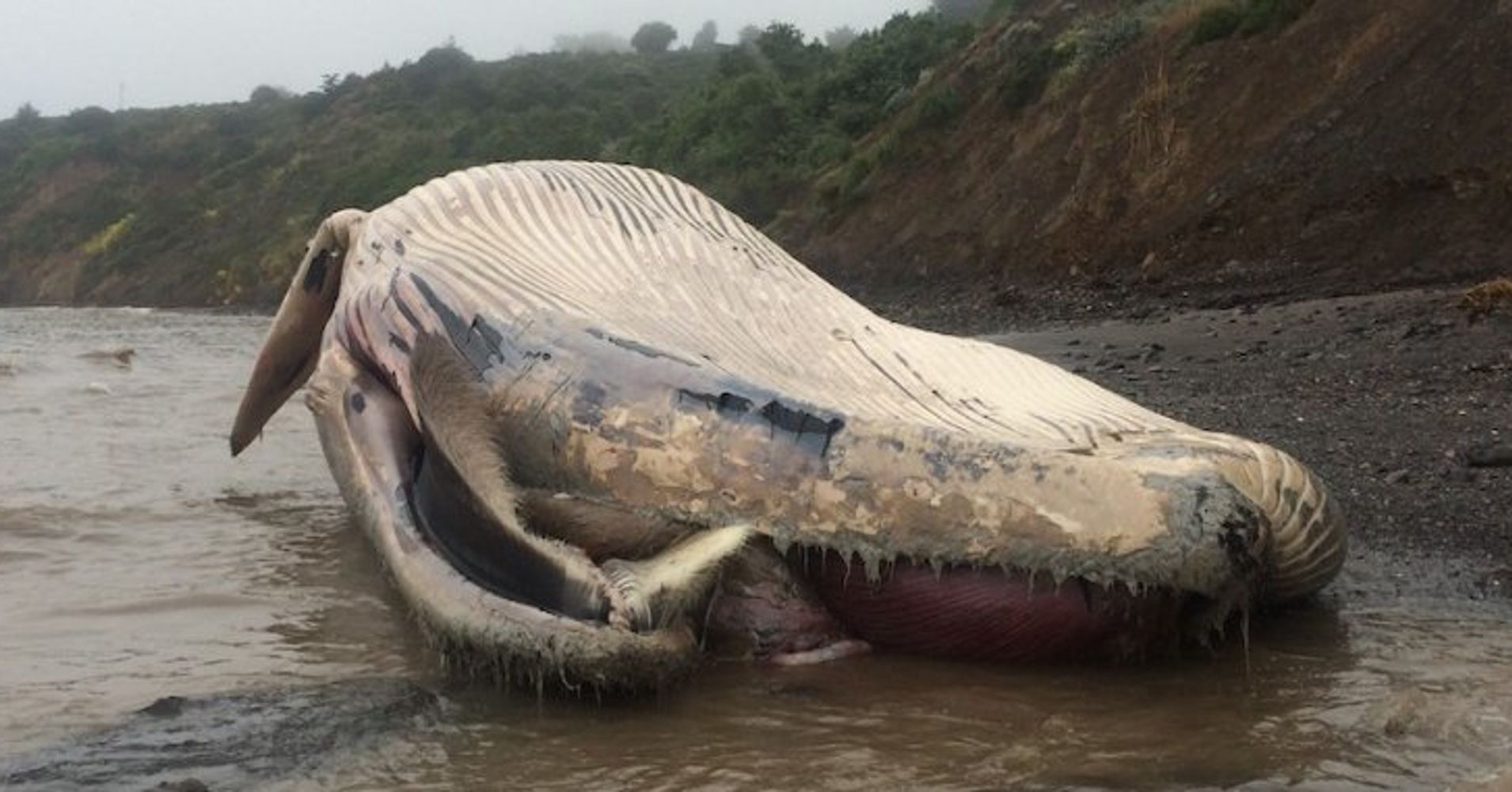 Third Dead Whale In A Week Washes Ashore In Northern California | HuffPost