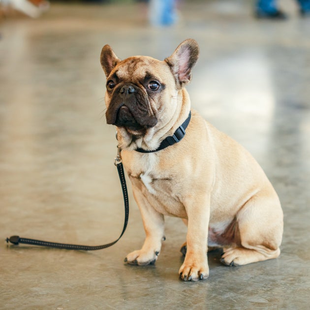 Dog Thefts Are On The Rise So Here's How To Avoid Buying A Stolen Pup