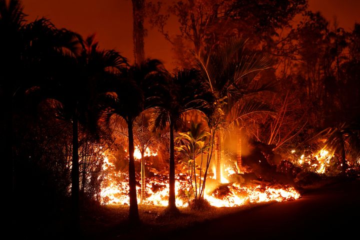 Palm trees on the estate are burned by the lava 