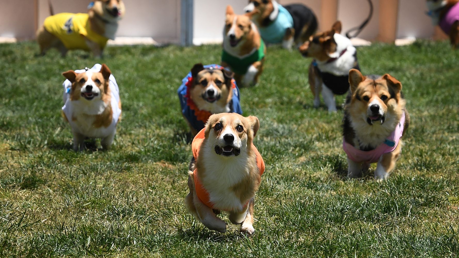 Corgi racing: Which fluffy pup will be champ at Santa Anita?