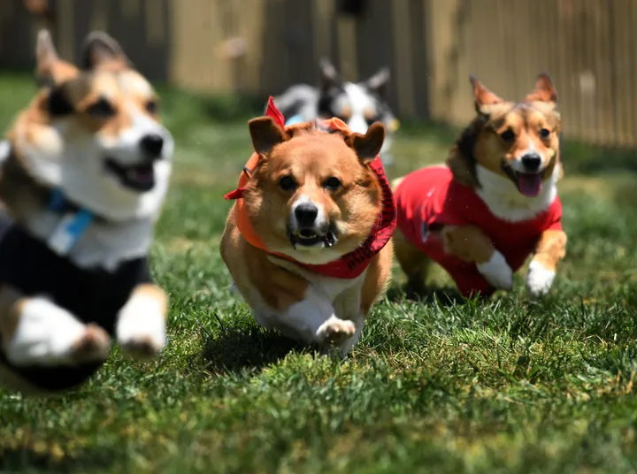 Corgi racing: Which fluffy pup will be champ at Santa Anita?