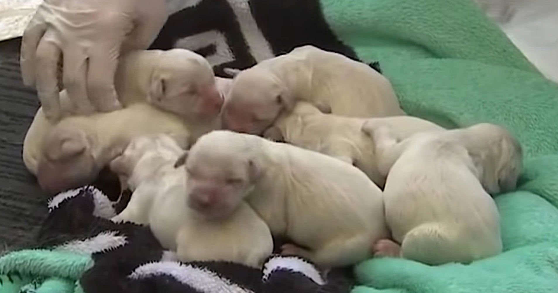 Service Dog Gives Birth To 8 Puppies At Tampa Airport