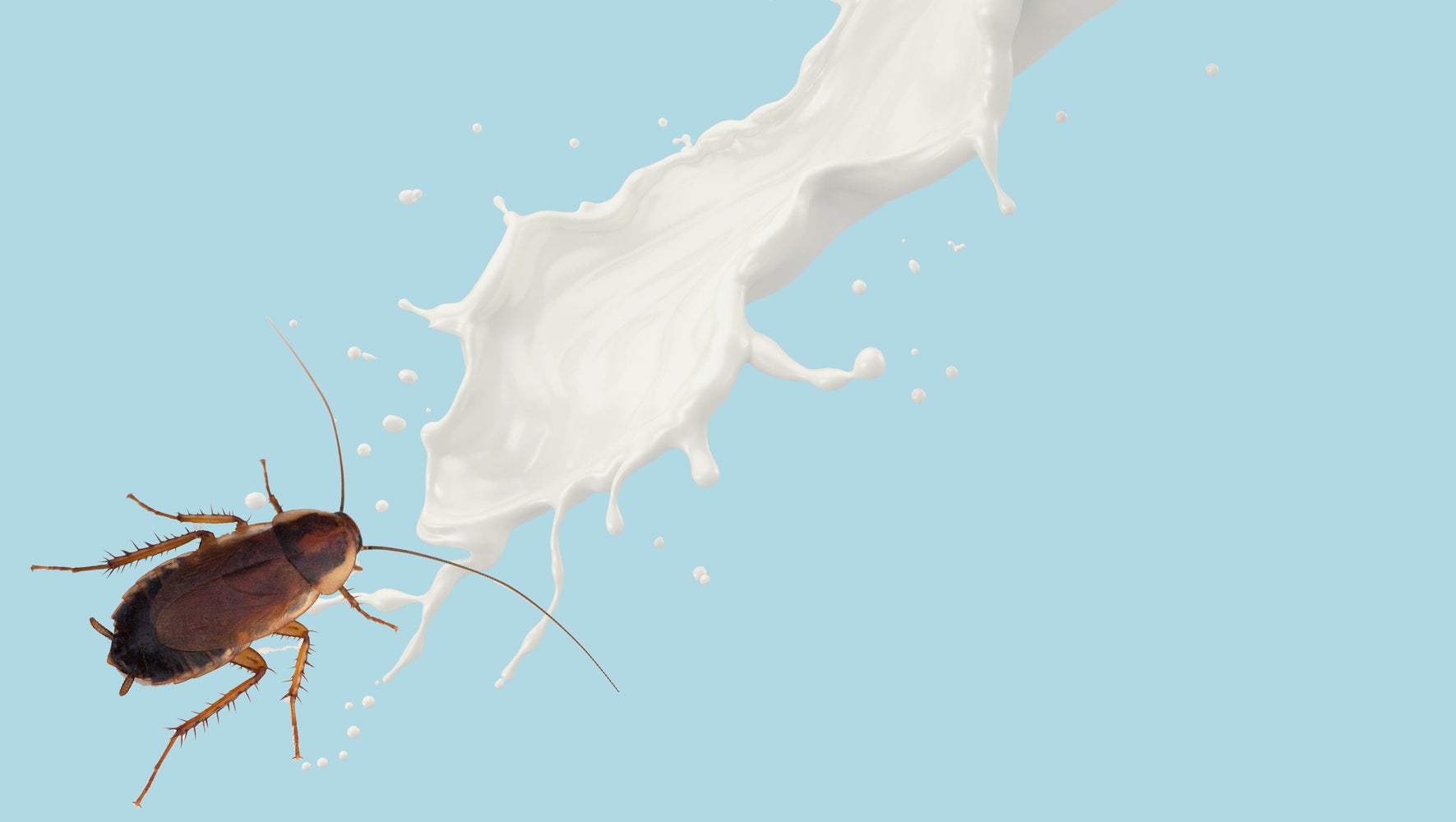 Would You Drink Cockroach Milk And Should You Huffpost Uk Life