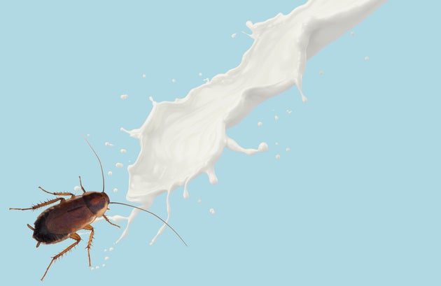 Would You Drink Cockroach 'Milk' – And Should You? | HuffPost UK News