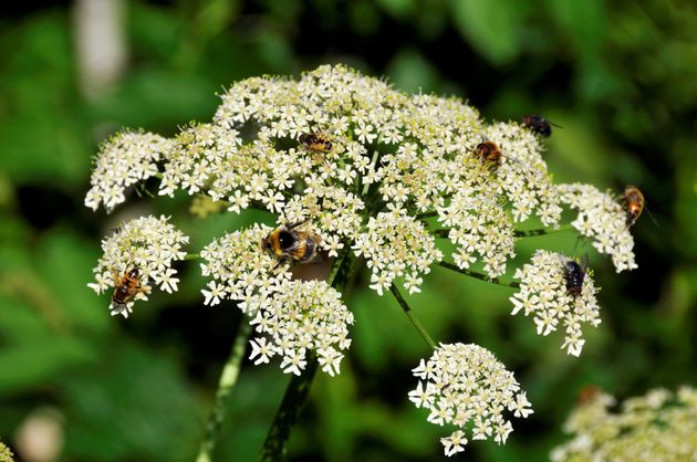 Common hogweed is considered less dangerous than giant hogweed - however it can still cause injuries. 