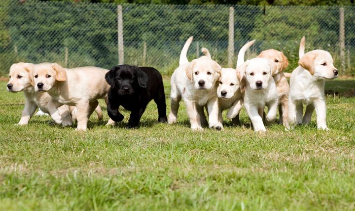 Puppies in training