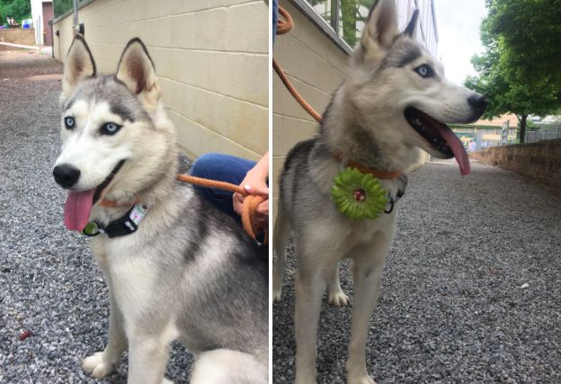 This husky was one of the three dogs found with damaged vocal cords, authorities said.