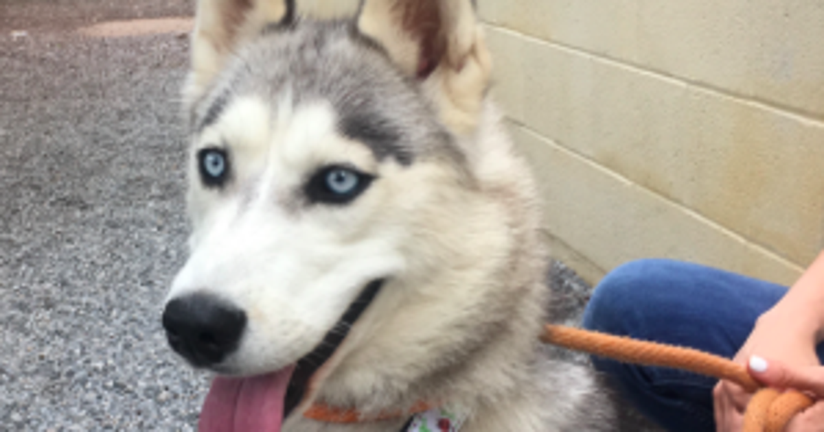 Dogs Rescued After Breeder Allegedly Debarked Them With Object Down Throats | HuffPost Latest News Dogs Rescued After Breeder... 