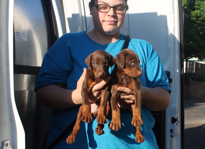 Two of the 10 puppies recovered from the alleged unlicensed dealer.