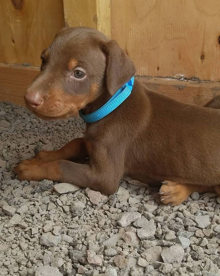 The dogs were recovered from an alleged unlicensed breeder in Quarryville, Lancaster County, last week.