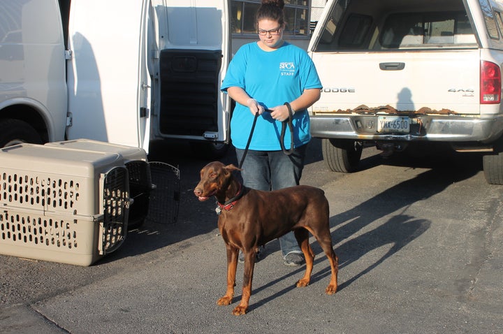 Three of the 15 dogs recovered were found to have been debarked, authorities said.