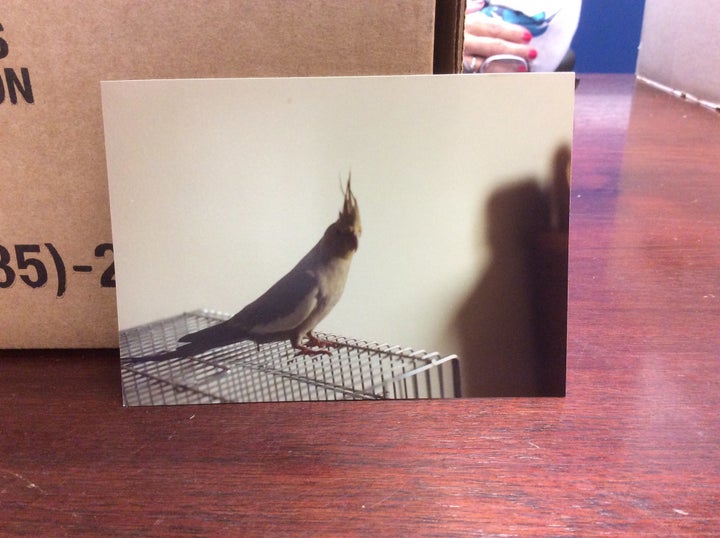 A photo of Stephanie's beloved cockatiel, Chubie.