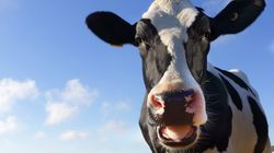 Cutting Meat And Dairy Is The 'Single Biggest Way' You Can Help Save The Planet