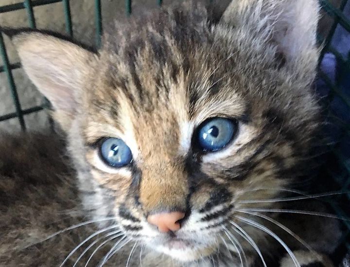 Two bobcat kittens taken in by a Texas woman who says she thought they were domestic cats have died from feline parvovirus.