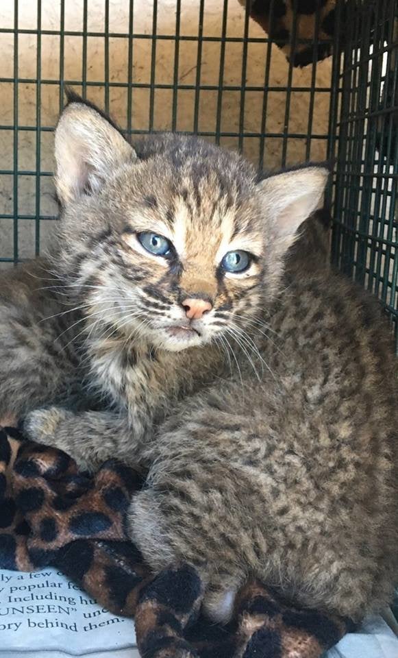 One of the two kittens shortly after Dinscore turned them over to San Antonio Animal Care Services.