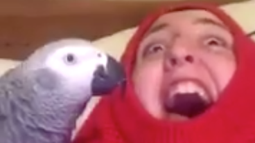 Funny Animals Funny Animals
