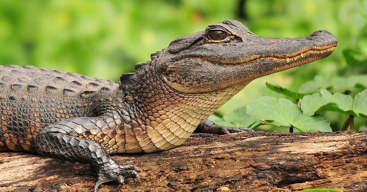 Крокодил Аллигатор китайский