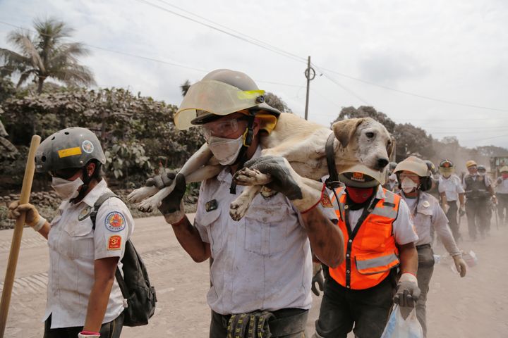A firefighter carries a rescued dog; ash from Sunday's eruption sent columns of ash and smoke 6.2 miles (10 km) into the sky