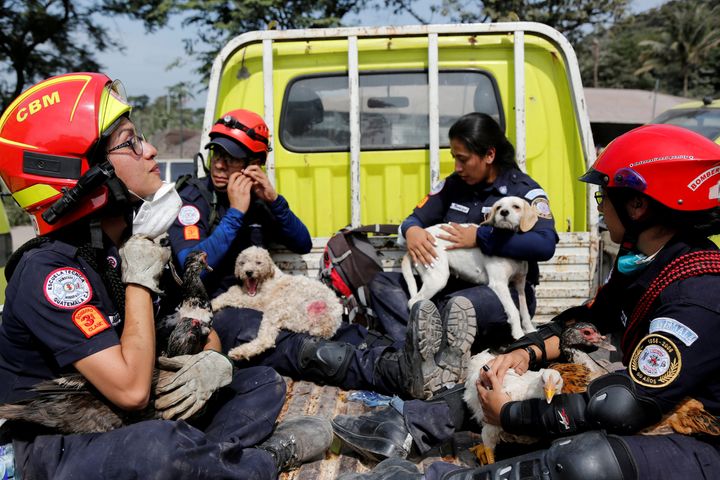 Firefighters hold rescued animals at an area affected by the eruption of the Fuego volcano.