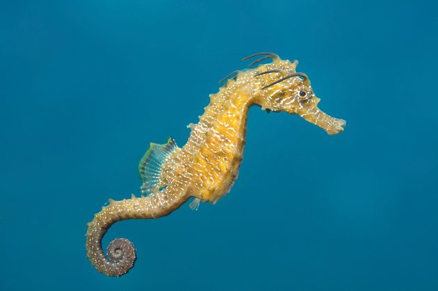 A short snouted seahorse.