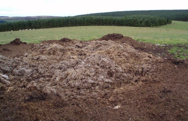 Pile of pig manure.