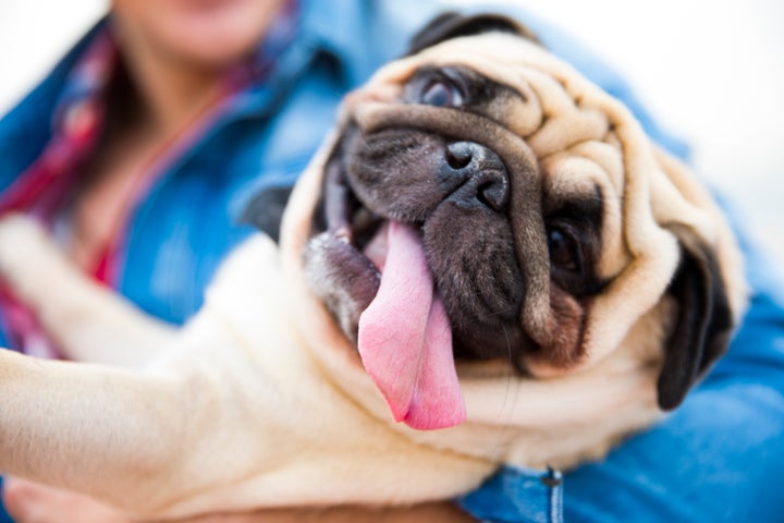 Who Gets the Pets When You Get a Divorce? Who Gets the Pets When You Get a Divorce?