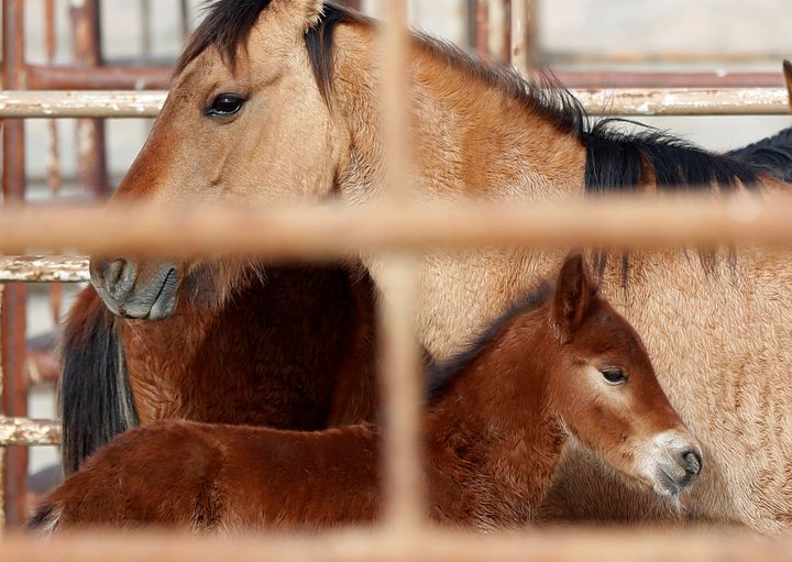 Wild horses stand in a corral as the Bureau of Land Management (BLM) gathers the horses near the Sulphur Herd Management Area south of Garrison, Utah, in this Feb. 26, 2015, file photo.