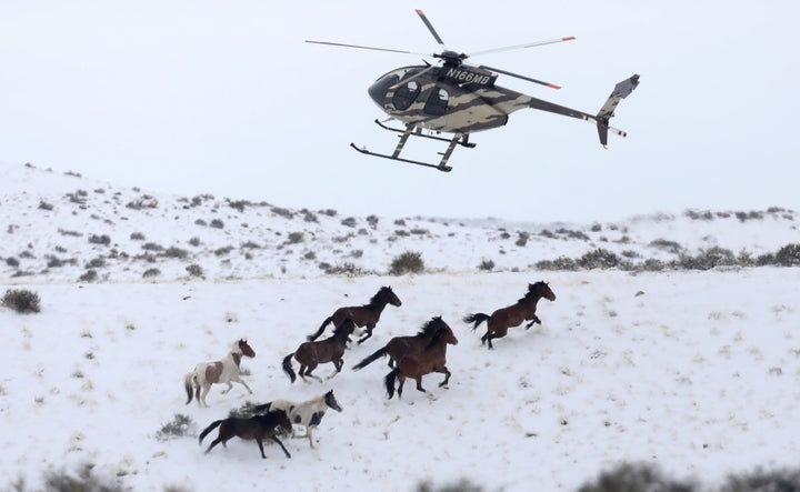 Wild horses are herded into corrals by a helicopter during a BLM round-up outside Milford, Utah in January 2017.