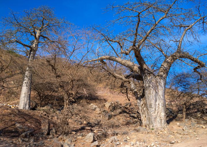 Baobab trees have a wide range of uses