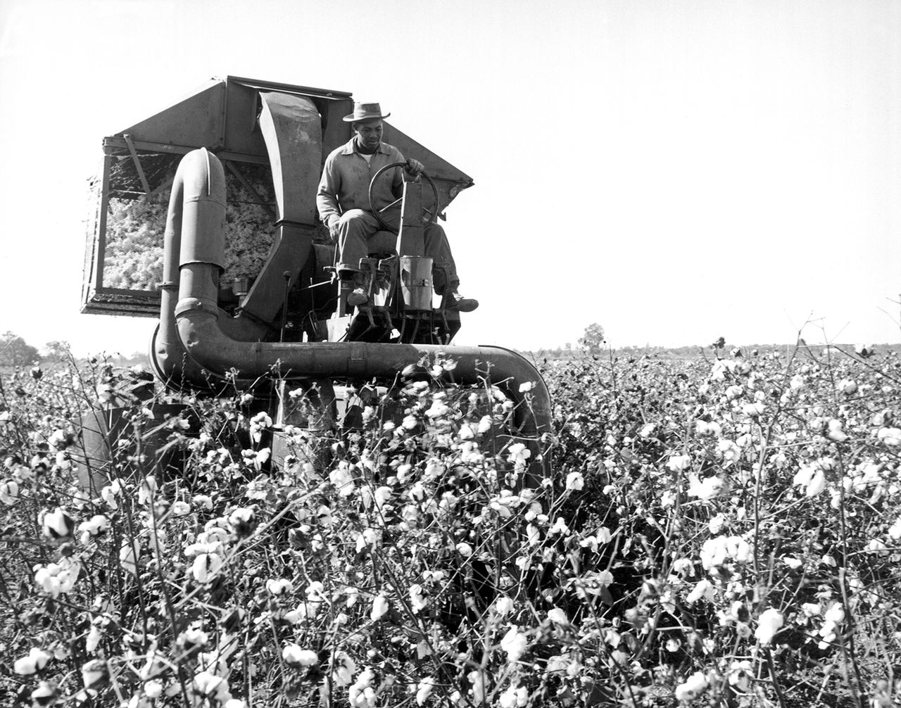 A farmer drives a mechanical picker through a cotton field in Scott, Mississippi, in June 1959. It could pick as much cotton as 40 human workers.