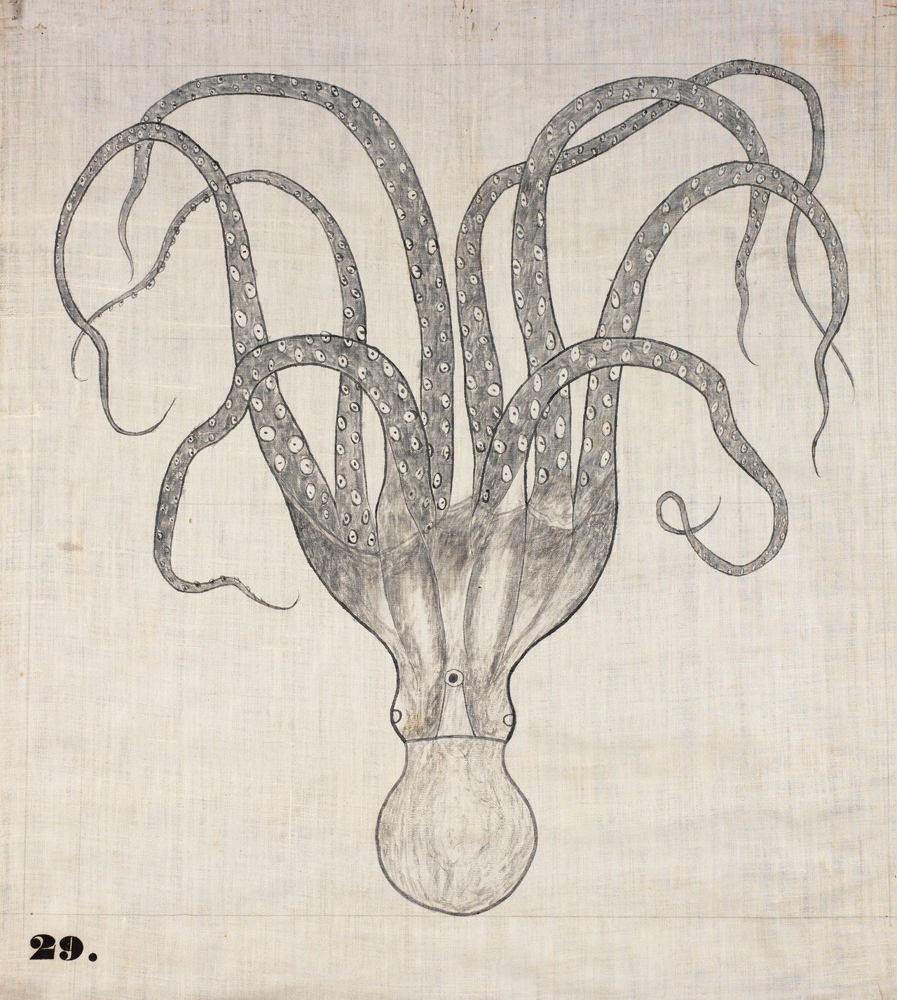 One of Orra White Hitchcock's classroom charts, simply titled "Octopus" (1828–1840).