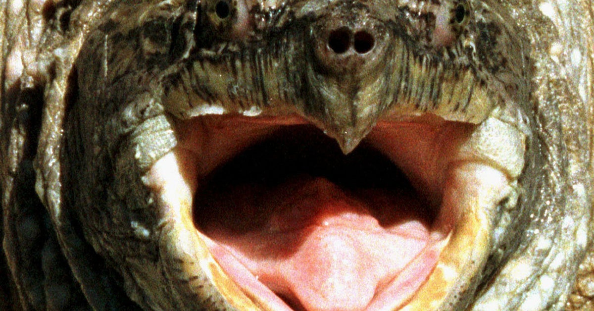 Turtle Gives Finger To Louisiana Police | HuffPost Weird News