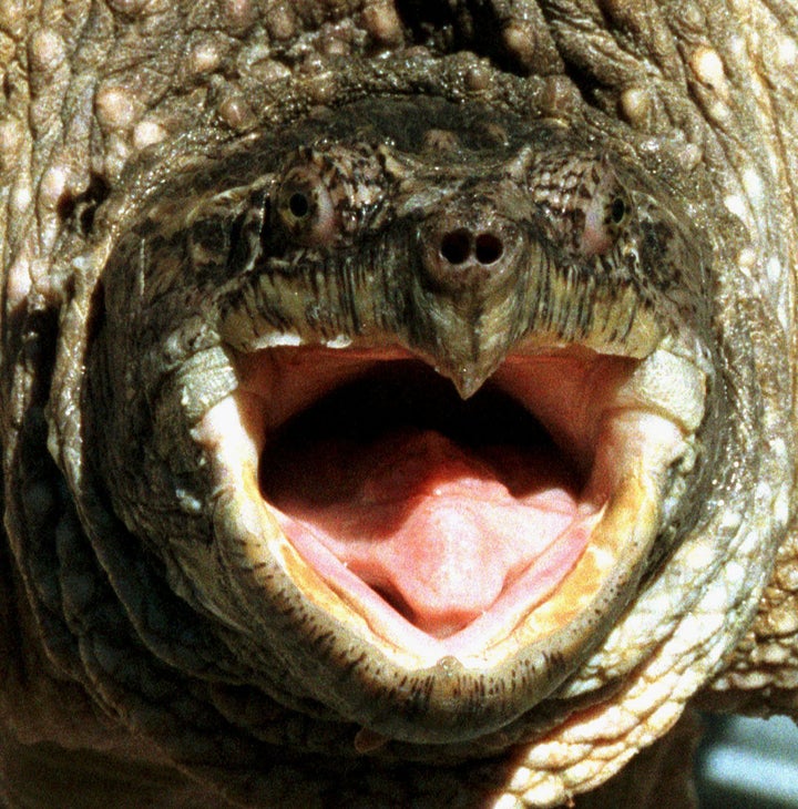 This 55-pound alligator snapping turtle is not the one who ate a finger in Louisiana. 