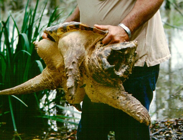 An alligator snapping turtle caught in Thibodaux, Louisiana. Like its distant relative, the common snapper, the alligator snapper has a large head and powerful jaws.