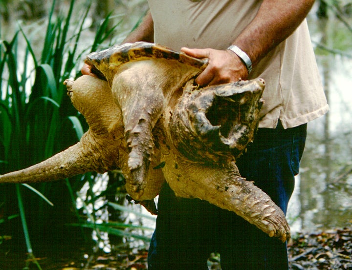 An alligator snapping turtle caught in Thibodaux, Louisiana. Like its distant relative, the common snapper, the alligator snapper has a large head and powerful jaws.