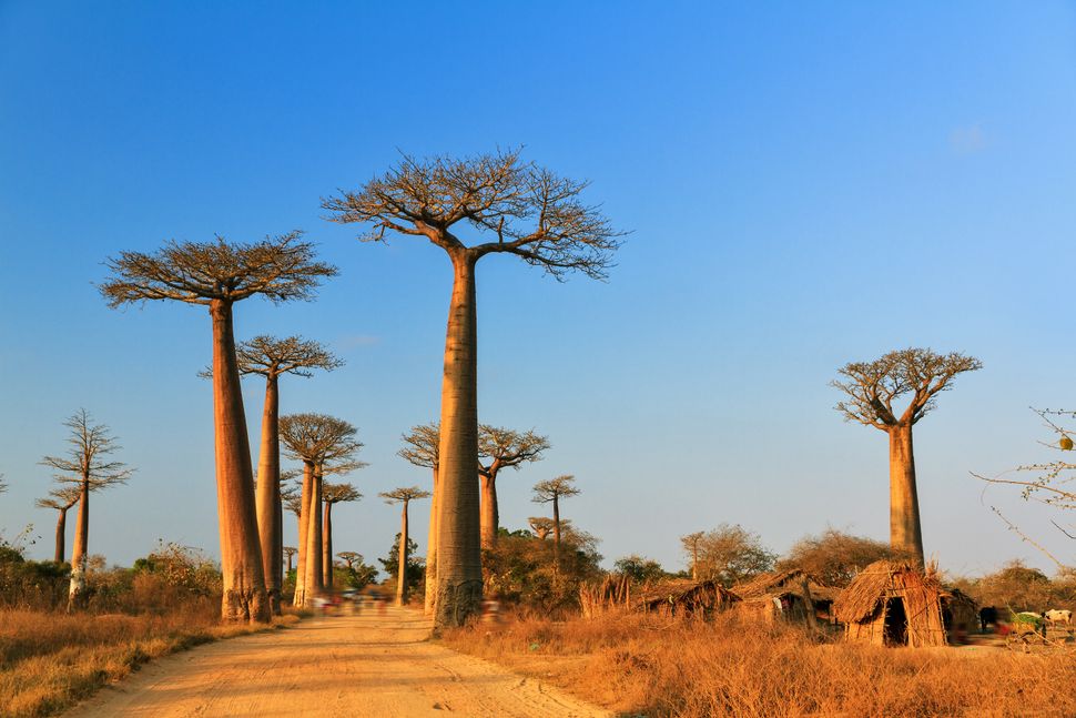 Baobab trees in Madagascar.