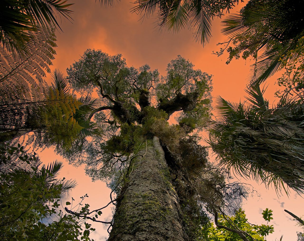A Giant Kauri tree in Waitakere Ranges Regional Park near Auckland, New Zealand. 