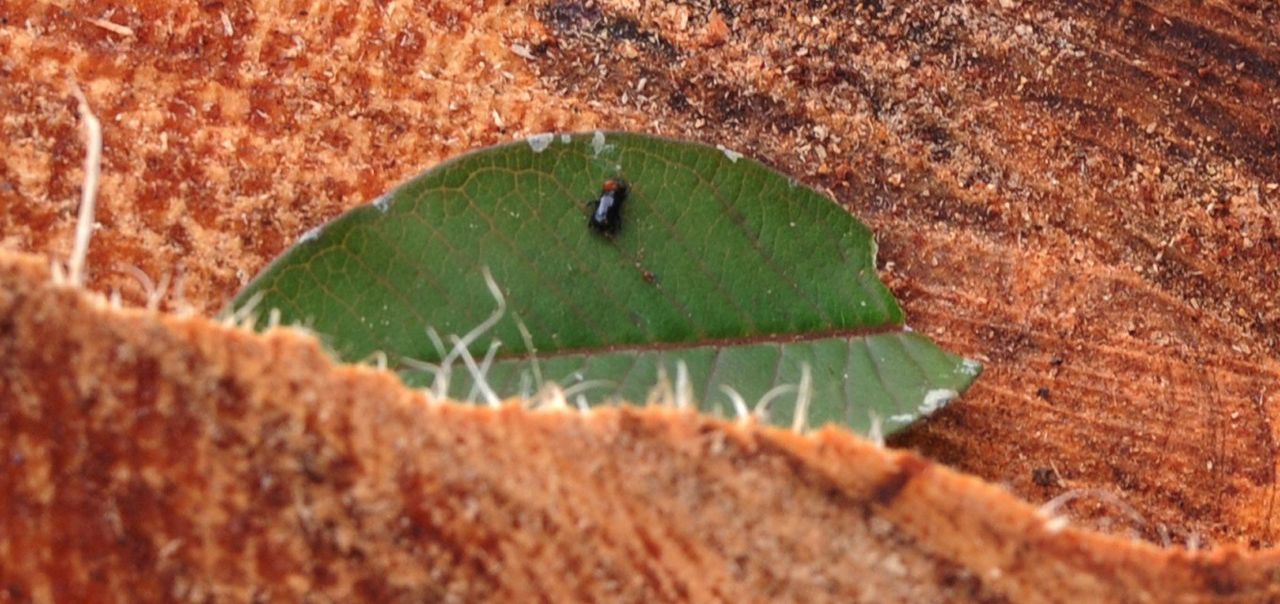 A southern pine beetle in a sick tree near Tegucigalpa, Honduras. The country's pine woods are suffering from an infestation of the bark-eating beetles — a huge ecological disaster for the country — which some experts have attributed to drought.