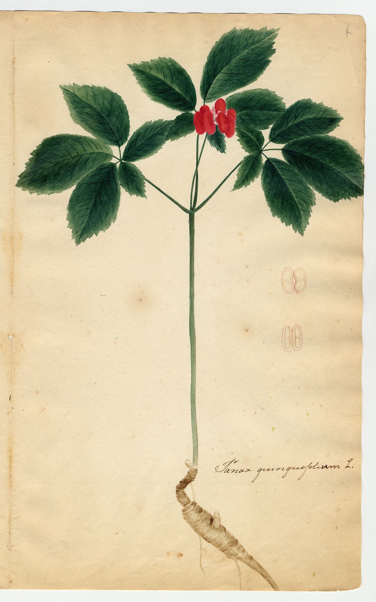"Herbarium parvum, pictum" (1817–1821) by Orra White Hitchcock.