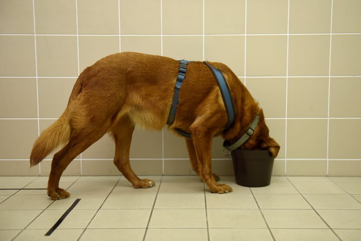 Bucka, an 11-year-old overweight mongrel dog, eats during a test trying to find the reasons for obesity at the Ethology Department of the ELTE University in Budapest, Hungary,