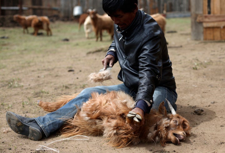 A farmer removes hair from a cashmere goat at a farm in Gachuurt, near Ulaanbaatar in Mongolia.