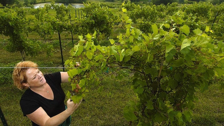 Jennifer Reeder prunes vines at Deer Springs vineyards near Prairie Home, Nebraska.