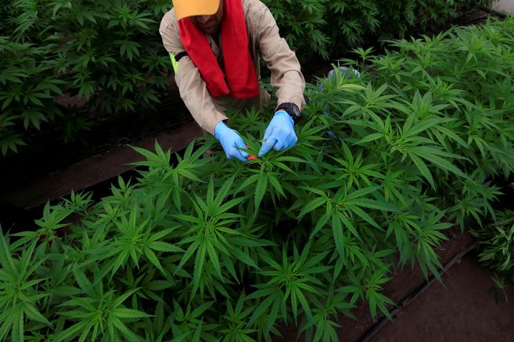 A man gathers marijuana plants for medicinal use in Colombia, where medical cannabis is legal for domestic use and export. Canada would be the first G-7 nation to legalize recreational marijuana.