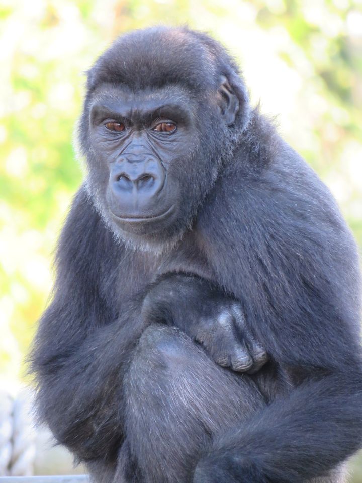 Western lowland gorilla Kukena, who was thought to be male, is in fact female 