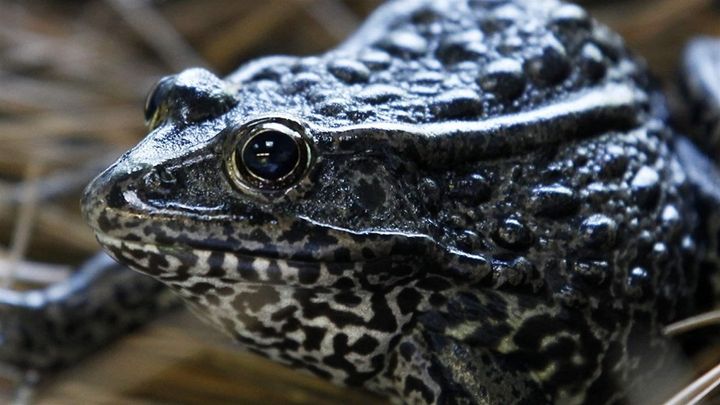 The loblolly pines and seasonal ponds on the north shore of Lake Pontchartrain, Louisiana, could someday be a good habitat for the endangered dusky gopher frog, Rana sevosa. But the frog doesn’t live there now, and the landowner wants to develop the land. The U.S. Supreme Court is set to hear his case in the fall. 