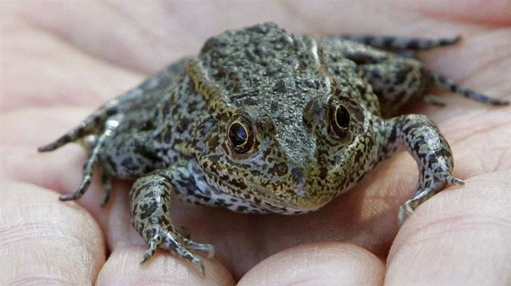 The U.S. Fish and Wildlife Service consulted six biologists and state wildlife experts from Alabama, Georgia, Louisiana, Mississippi and other states on the critical habitat designation, and all supported its scope. But no locality has more at stake than St. Tammany Parish, Louisiana — which is surprising since the dusky gopher frog hasn’t been seen there or anywhere in Louisiana since the mid-1960s. 