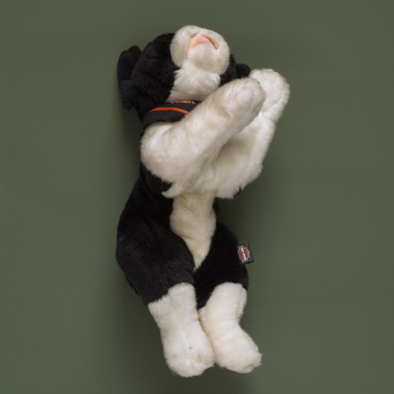 Tom Kiefer, a photographer in Arizona, spent 11 years (2003-2014) as a janitor at a Customs and Border Protection facility. He collected the items that agents confiscated from migrants and threw out, and he photographed them. "Harley Dog," shared with HuffPost, is part of his collection "El Sueño Americano - The American Dream" and can be found at <a href="http://tomkiefer.com/" target="_blank" role="link" class=" js-entry-link cet-external-link" data-vars-item-name="http://tomkiefer.com" data-vars-item-type="text" data-vars-unit-name="5b2a629ce4b05d6c16c99fd7" data-vars-unit-type="buzz_body" data-vars-target-content-id="http://tomkiefer.com/" data-vars-target-content-type="url" data-vars-type="web_external_link" data-vars-subunit-name="article_body" data-vars-subunit-type="component" data-vars-position-in-subunit="8">http://tomkiefer.com</a> and <a href="https://www.instagram.com/tomkiefer.photographer/" target="_blank" role="link" class=" js-entry-link cet-external-link" data-vars-item-name="https://www.instagram.com/tomkiefer.photographer/" data-vars-item-type="text" data-vars-unit-name="5b2a629ce4b05d6c16c99fd7" data-vars-unit-type="buzz_body" data-vars-target-content-id="https://www.instagram.com/tomkiefer.photographer/" data-vars-target-content-type="url" data-vars-type="web_external_link" data-vars-subunit-name="article_body" data-vars-subunit-type="component" data-vars-position-in-subunit="9">https://www.instagram.com/tomkiefer.photographer/</a>.