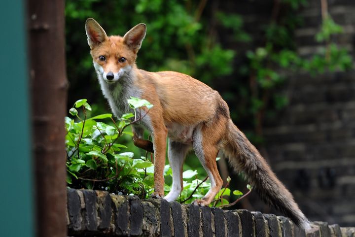 A fox in a garden in Brixton, London